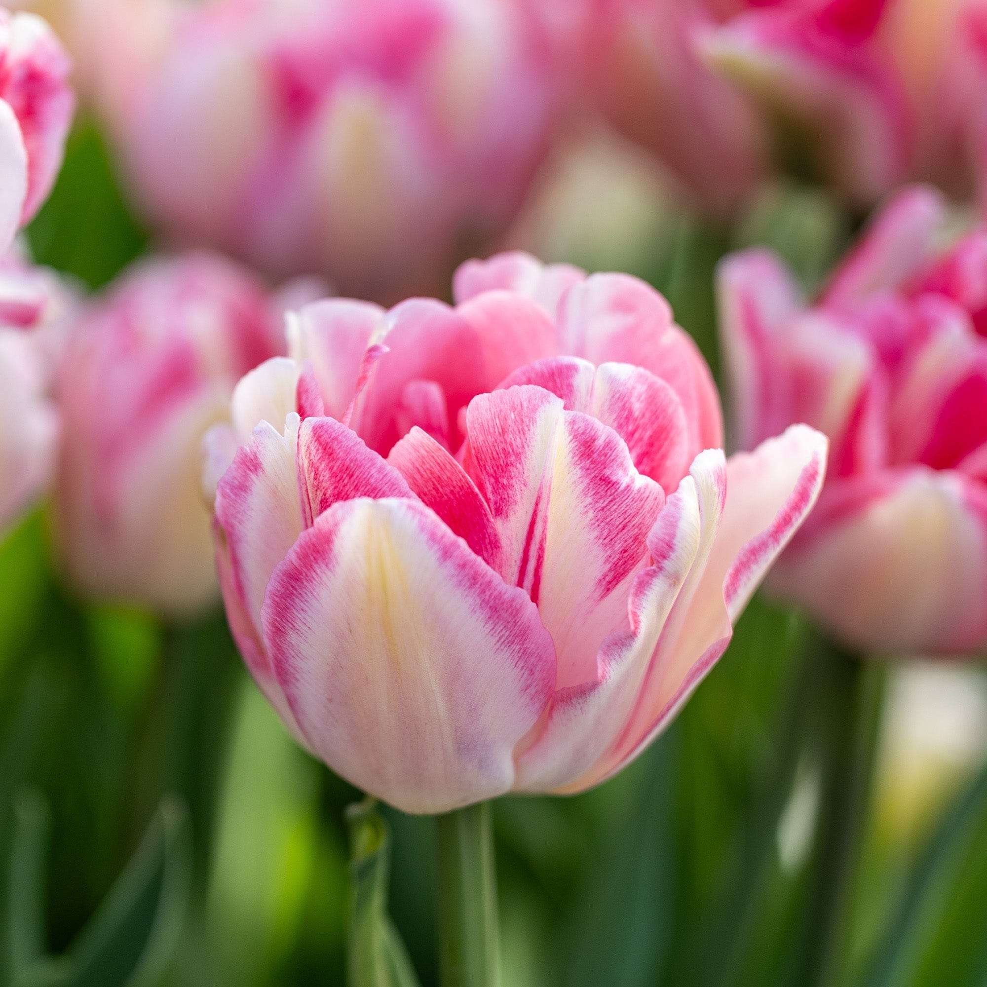 Tulpe 'Foxtrot'